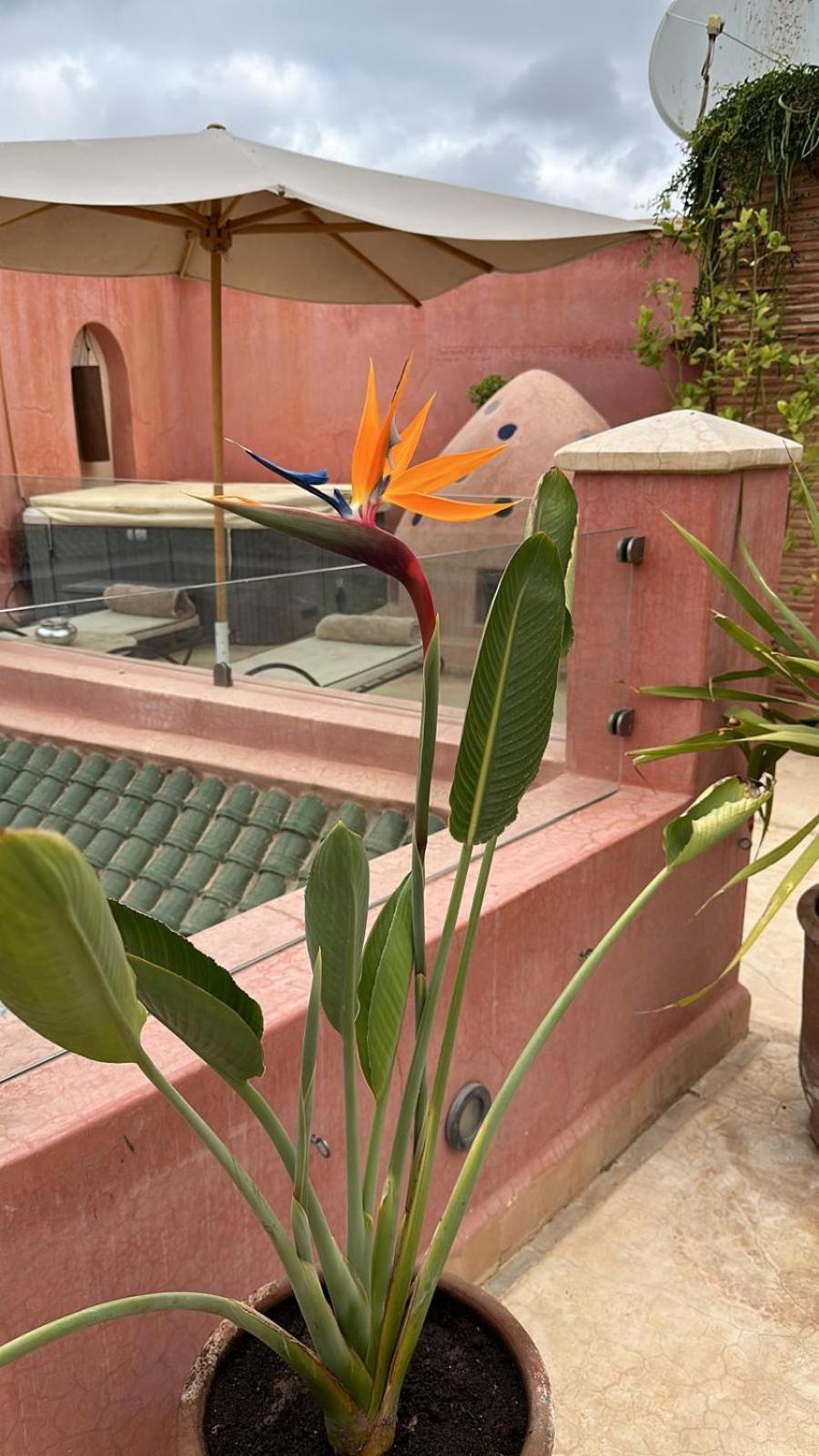 מרקש Riad Dar Ten מראה חיצוני תמונה
